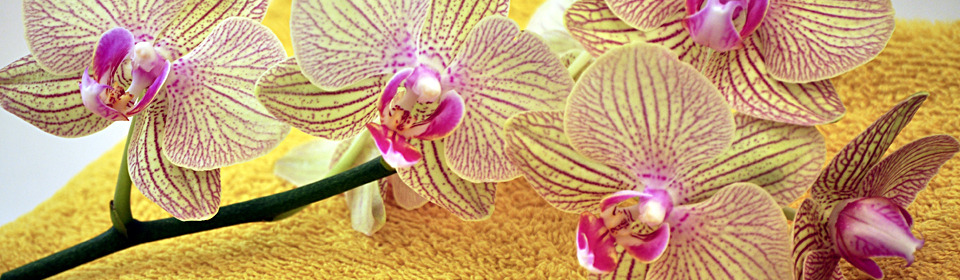 Querformat4_960x280.home_horizontal